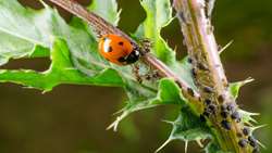 Iran expands global ties in biological pest control 