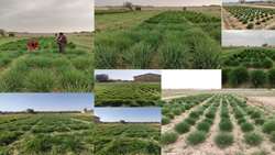 Iran unveils drought-resistant forage grasses 