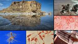 Iran establishes world’s second largest Artemia Cyst Bank