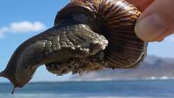 Iran exports 700 tons of sea snails from Sistan-Baluchestan