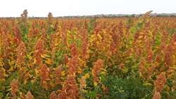 Iran, FAO launch regional project to strengthen climate-resilient agriculture