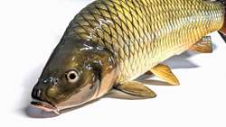 Iranian researchers develop seed vaccine for bacterial fish diseases