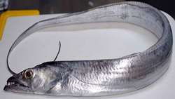 Iran exporting record amount of hairtail fish to China, official says 