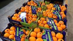 Mazandaran exports over 10,000 tons of citrus to global markets