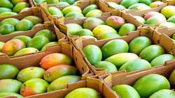 Hormozgan leads national mango production with 30,000 ton harvest