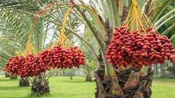 Hormozgan ranks third nationally in date production