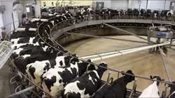 Iran livestock farms outperforming global standards, IVO head says