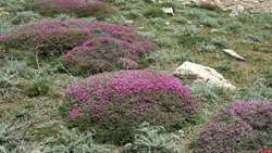 Astragalus, Iran’s silent guardian of soil