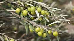 Zanjan at forefront of Iran olive industry: Official  