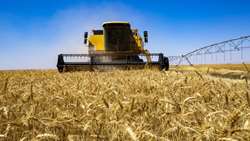 New wheat planting pattern promises higher yields in Qazvin
