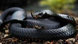 Razi Institute develops breakthrough antivenom for Iran deadliest snakes