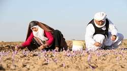 FAO, Mashhad University partner to enhance saffron authenticity testing