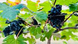 Hamedan leads grape production far above global averages, official says 