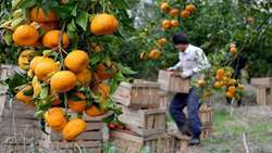 Mazandaran citrus exports top 44,000 tons