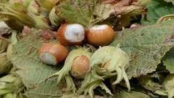 Iranian northern province reports 295 ton hazelnut harvest