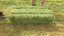Iran relaxes Alfalfa import rules to boost agricultural supply
