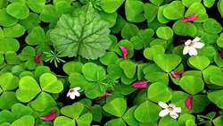 Iran to cultivate 250 hectares of clover in northern paddy fields