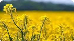Over 6,600 tons of canola expected to be produced in Khorasan Razavi