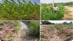 Iran launches hybrid poplar nursery in south 