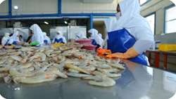 Chaharmahal and Bakhtiari exports over 300 tons of shrimp to Eurasia, official says 
