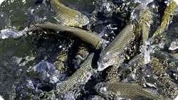 Nahavand exports 1,000 tons of fish annually: Official 