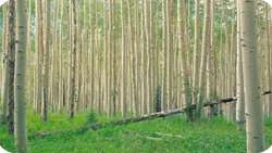Bojnourd introduces fast-growing poplar varieties, official says