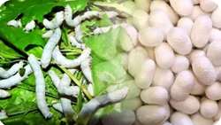 Iran targets 1,500 tons of silkworm cocoons in spring rearing, official says 