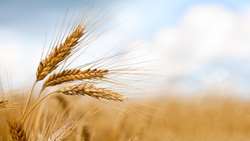 Iran unveils new heat-tolerant wheat  