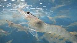 Over 200 fishery research projects to be implemented this year