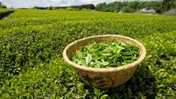 135,000 tons of green tea leaves expected to be harvested this year, official says 