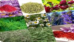 Medicinal plant cultivation expands in south-eastern Iran despite water scarcity