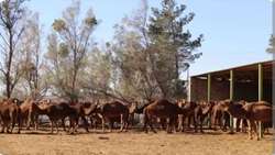 Camel breeding industry expanding in Khorasan Razavi, official says 