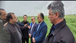 Camelina cultivation expanded to 7,000 hectares in Golestan: Official 