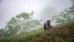 Gilan expects to harvest 6,800 tons of borage this year, official says