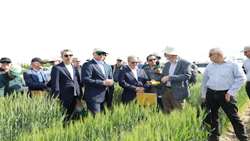 New wheat varieties introduced for Iran’s four climatic zones