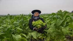 Gilan, a hub for tobacco cultivation