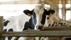 Iran Holstein Festival highlights livestock production, export growth