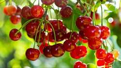 Iran exports over 2,100 tons of cherries to Russia