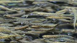 Iran targets end to fish fry imports as native aquaculture moves toward commercialization