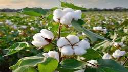 Fars province debuts salinity-resistant cotton in knowledge-driven agricultural shift