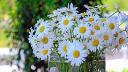 Iran unveils national roadmap for medicinal plant cultivation