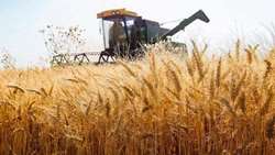Iran introduces new rainfed wheat variety released for warm regions