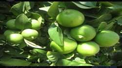Sour lime harvest underway in Southern Iran as exports gear up