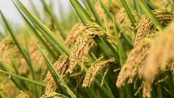 Iran rolls out climate-adaptive rice varieties 