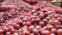 Iran onion exports from south to Türkiye hit 8,300 tons 