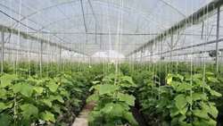 East Azarbaijan hosts Middle East’s largest modern greenhouse complex