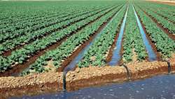 Iran moves to export agricultural know-how to global markets