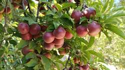 Maragheh, East Azarbaijan’s hub for plum, dried fruit production
