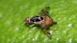 Iran develops bio-based solution to combat Mediterranean fruit fly