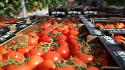 Tomato exports from Markazi province accelerates